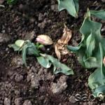 Причины неудачной выгонки тюльпанов Почему засыхают тюльпаны